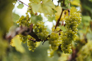 Winery Tour and Tastings